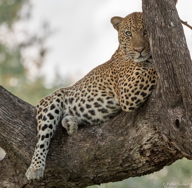 A leopard in a tree fork in South Luangwa National Park.