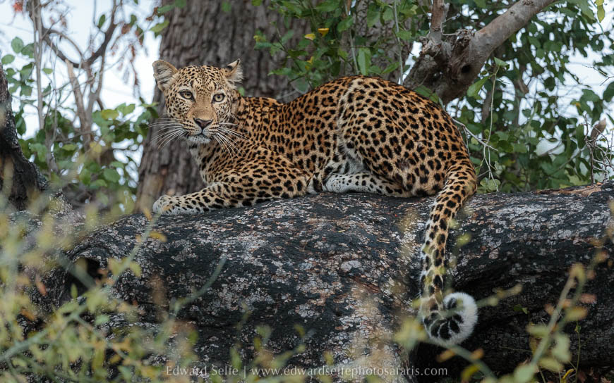 Leopard in early morning on photo safari south luangwa national park.