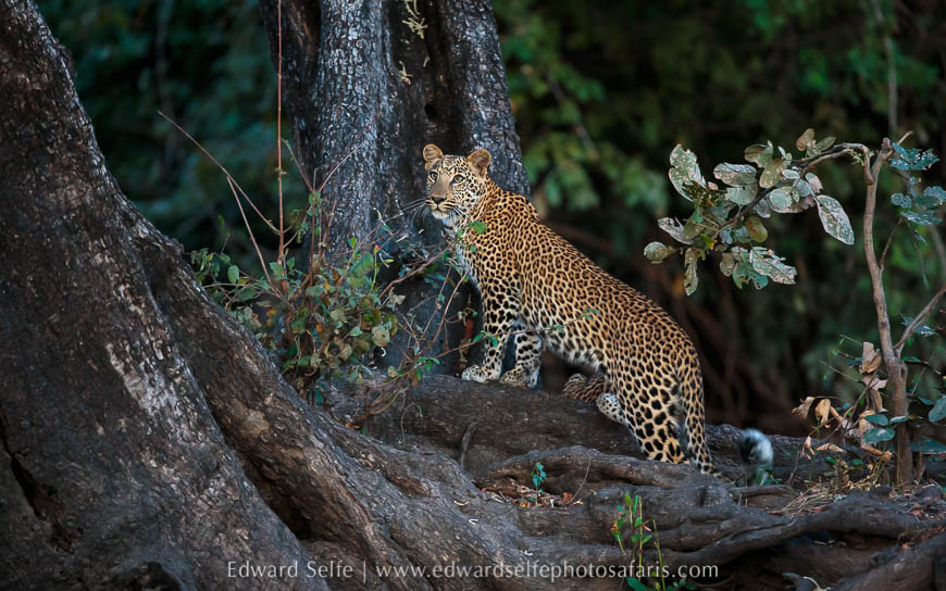 Wildlife image from photo safari with edward selfe.
