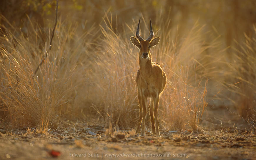 Wildlife image from photo safari with edward selfe in south luangwa national park.