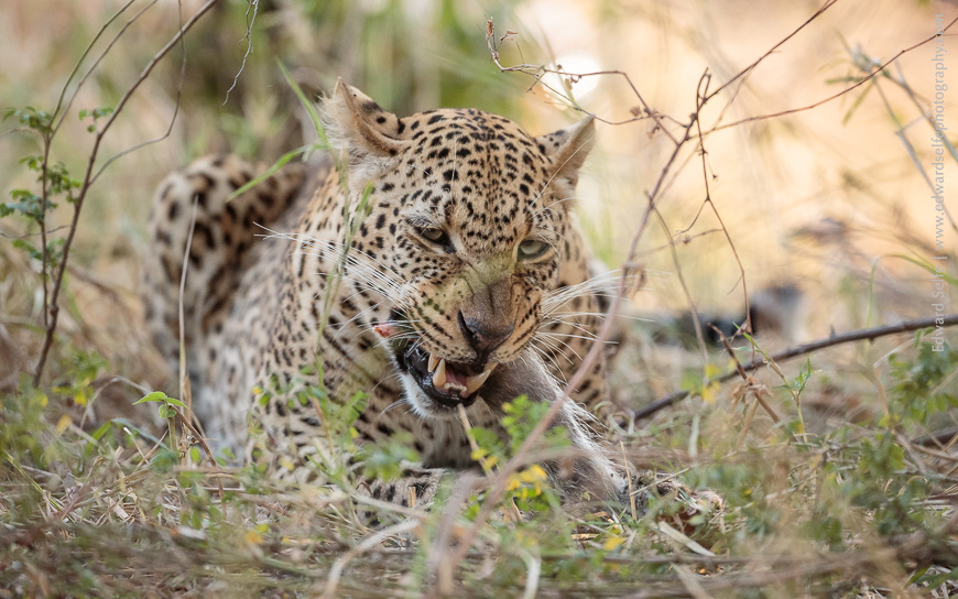 A young leopard feeds on the remains of the baboon that it has killed in the night.
