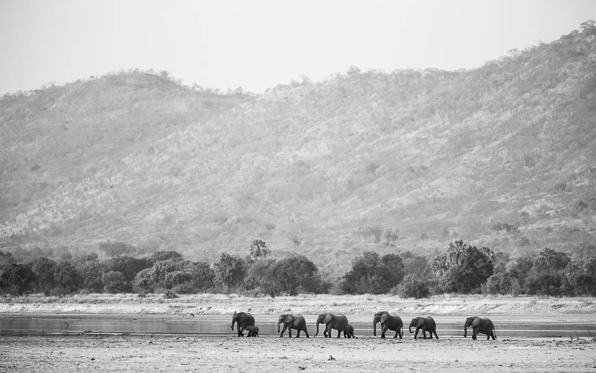 Wildlife image from photo safari with edward selfe in south luangwa national park.