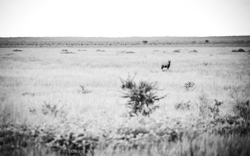 Wildlife image from photo safari with edward selfe.