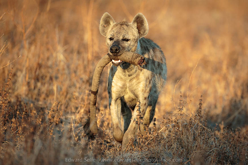 Wildlife image from photo safari with edward selfe in south luangwa national park.