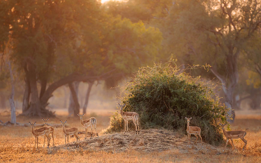 Images of wildlife from photo safari with edward selfe in the nsefu sector.