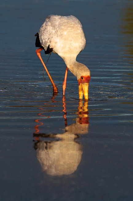 Images of wildlife from photo safari with edward selfe in south luangwa.