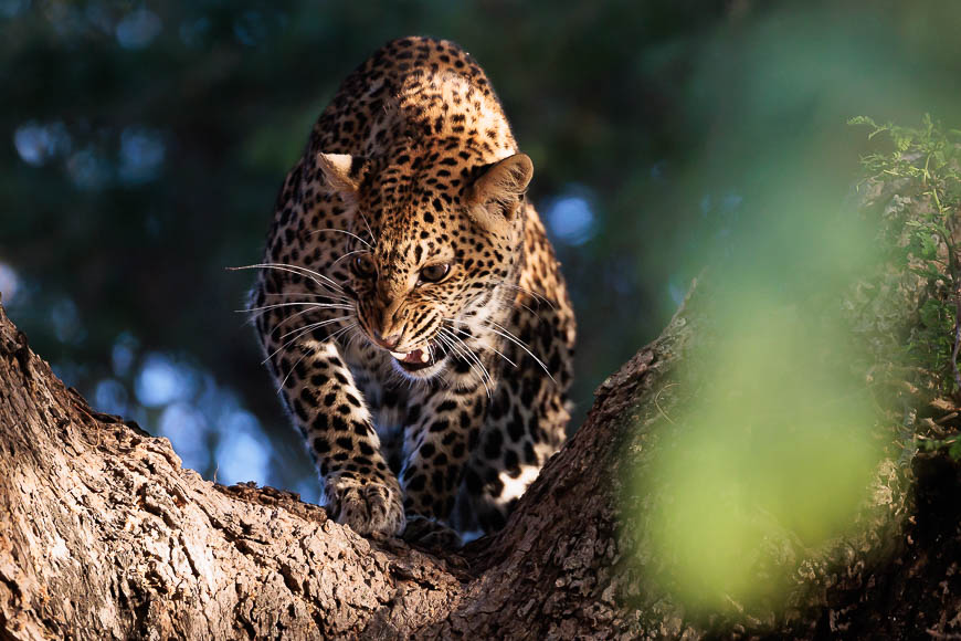Images of wildlife from photo safari with edward selfe in zambia.