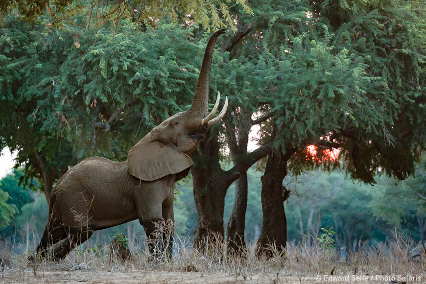 Wildlife image from Lower Zambezi NP by Edward Selfe