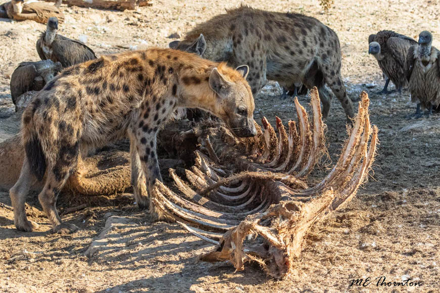 Wildlife image by michael thornton from photo safari in south luangwa with edward selfe.