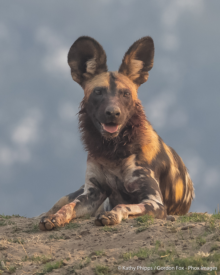 Image from pan-zambia photo safari by phox images