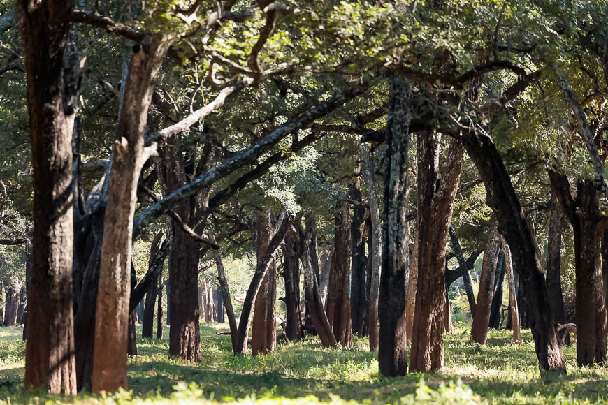 Images of wildlife from photo safari with edward selfe in south luangwa.