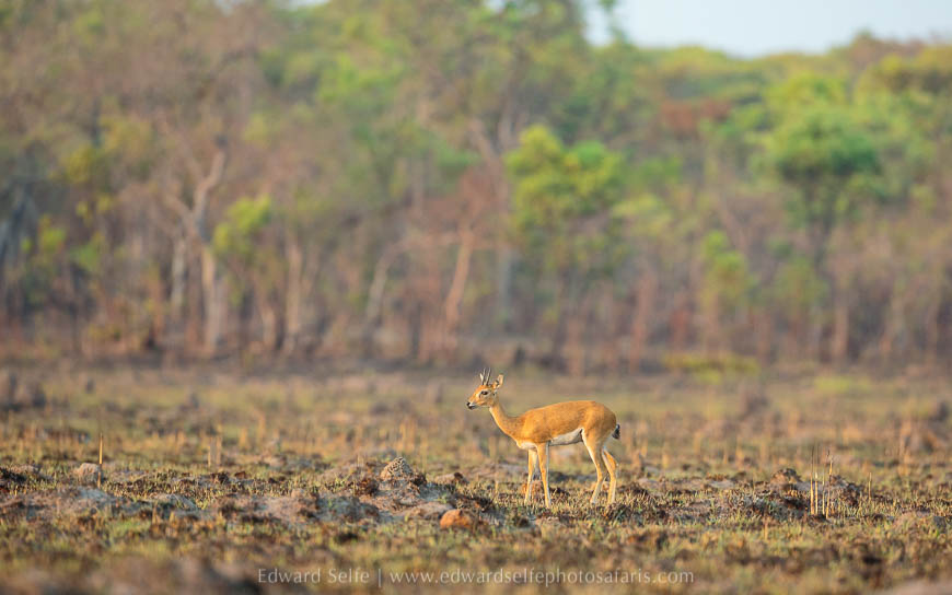 Wildlife image from photo safari with edward selfe safaris.