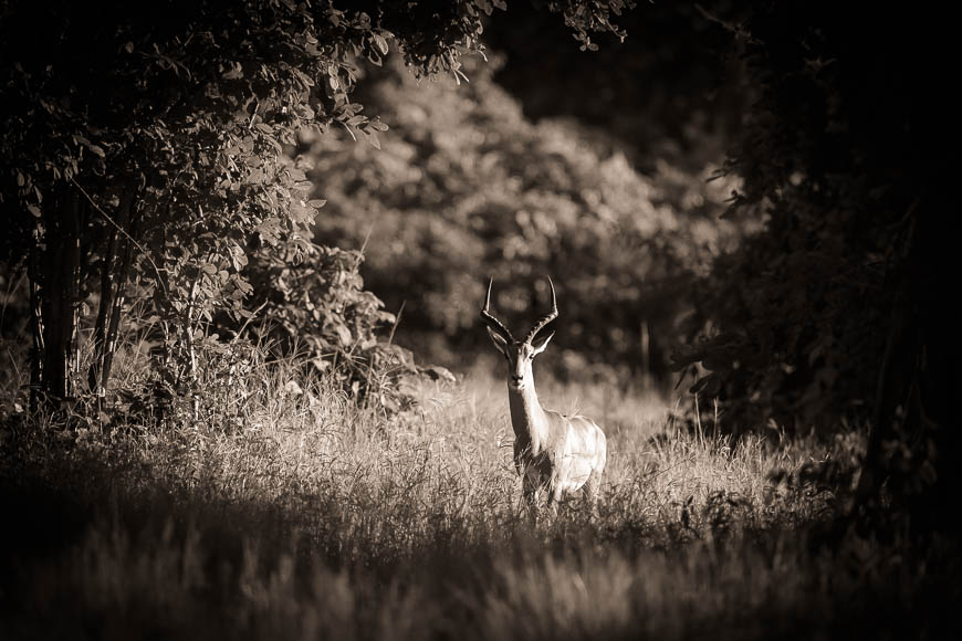 An impala views us through a tunnel of bushes in South Luangwa.