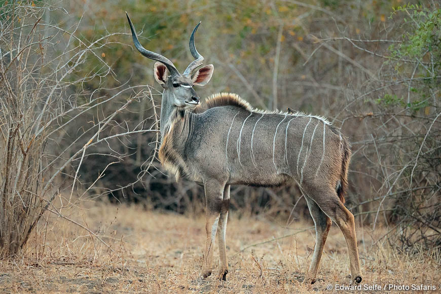 Wildlife image by edward selfe to illustrate the importance of a good background in shot.