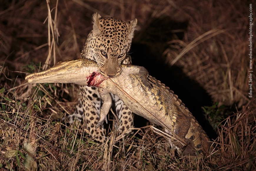 A leopard carries a freshly-killed crocodile up from the river before starting to feed.