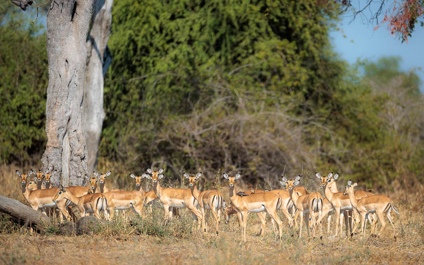 Images of wildlife from photo safari with edward selfe in the nsefu sector.