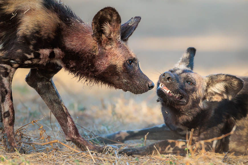 Images of wildlife from photo safari with edward selfe in zambia.