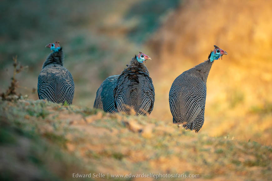 Wildlife image from a photo safari with edward selfe.