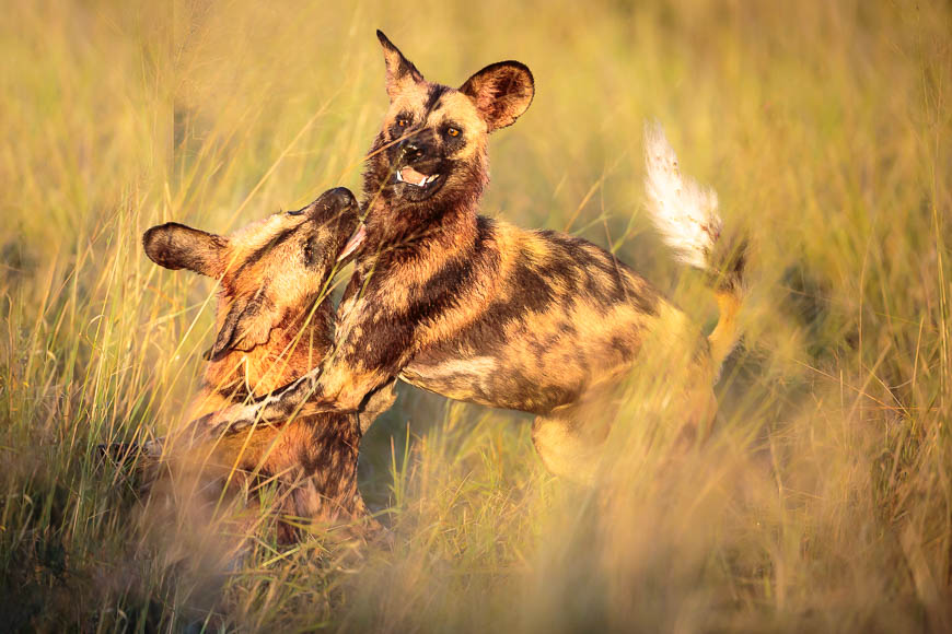 Images of wildlife from photo safari with edward selfe