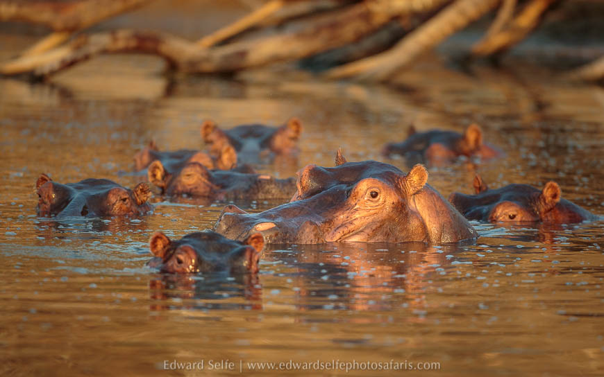 Wildlife image on photo safari with edward selfe in south luangwa national park.