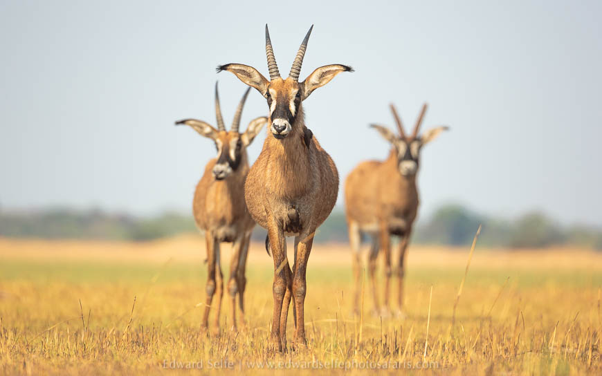 Wildlife image from photo safari with edward selfe safaris.