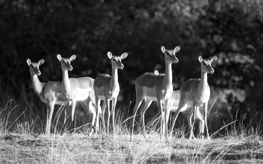 Wildlife image from photo safari with edward selfe in south luangwa national park.
