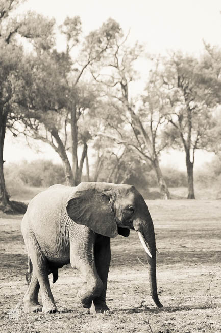 Wildlife image from photo safari with edward selfe in south luangwa national park.