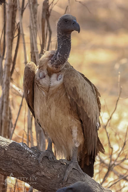 Wildlife image from photo safari with edward selfe in south luangwa national park.