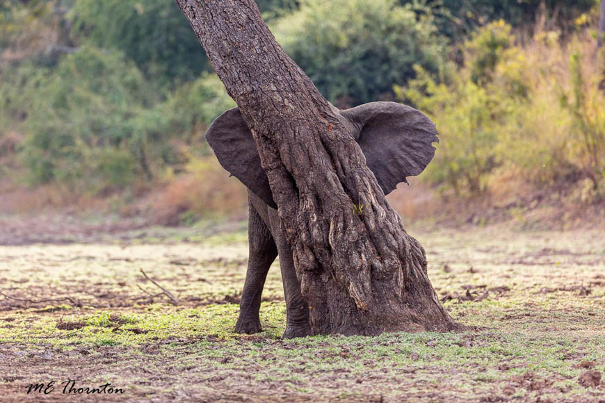 Wildlife image by michael thornton from photo safari in south luangwa with edward selfe.