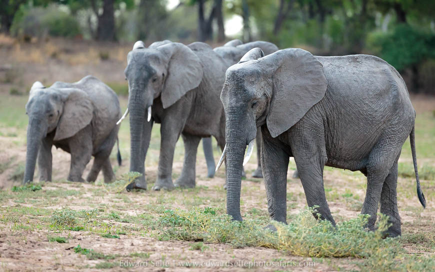 Wildlife image from a photo safari with edward selfe.