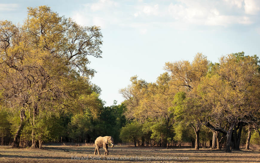 Wildlife image from a photo safari with edward selfe.