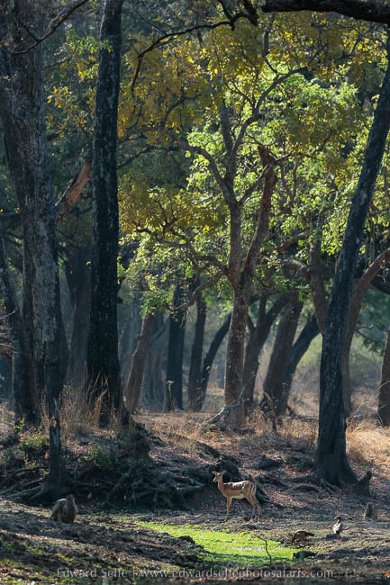Wildlife image from photo safari with edward selfe in south luangwa national park.