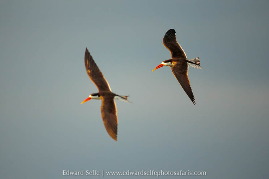 Wildlife image from photo safari with edward selfe.