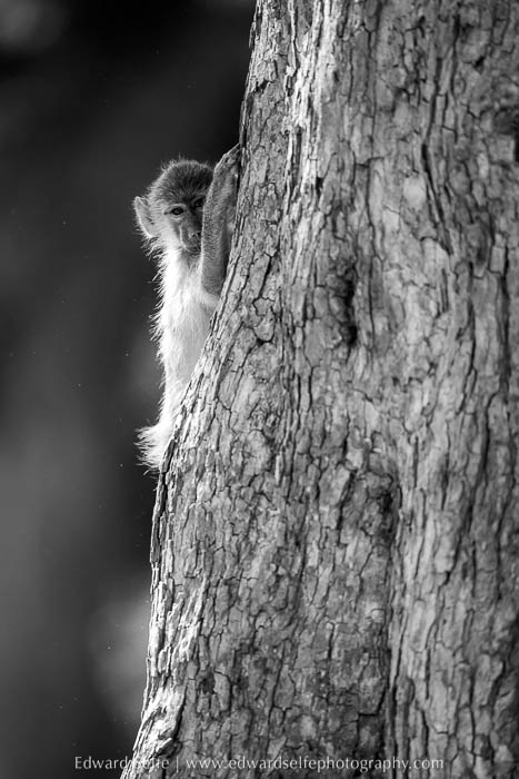 Baboon peeking round a tree on photo safari in South Luangwa National Park.