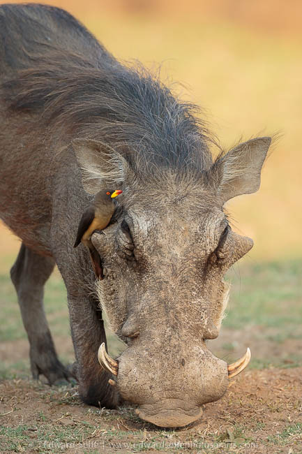 Wildlife image on photo safari with edward selfe in south luangwa national park.