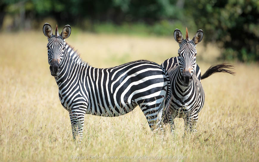 Wildlife image from photo safari in south luangwa with edward selfe.