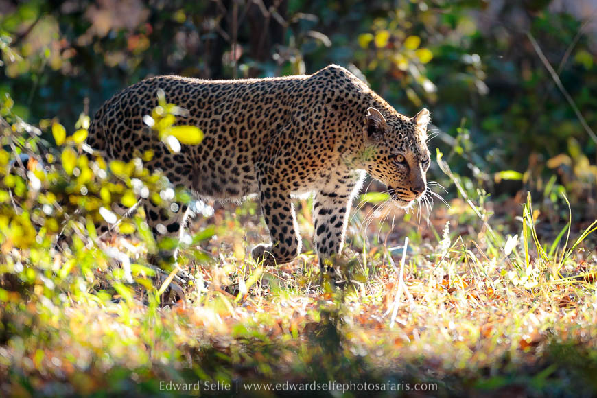 Wildlife image from a photo safari with edward selfe.