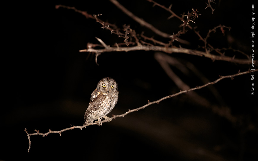 A Scops Owl on an evening drive in Luambe.