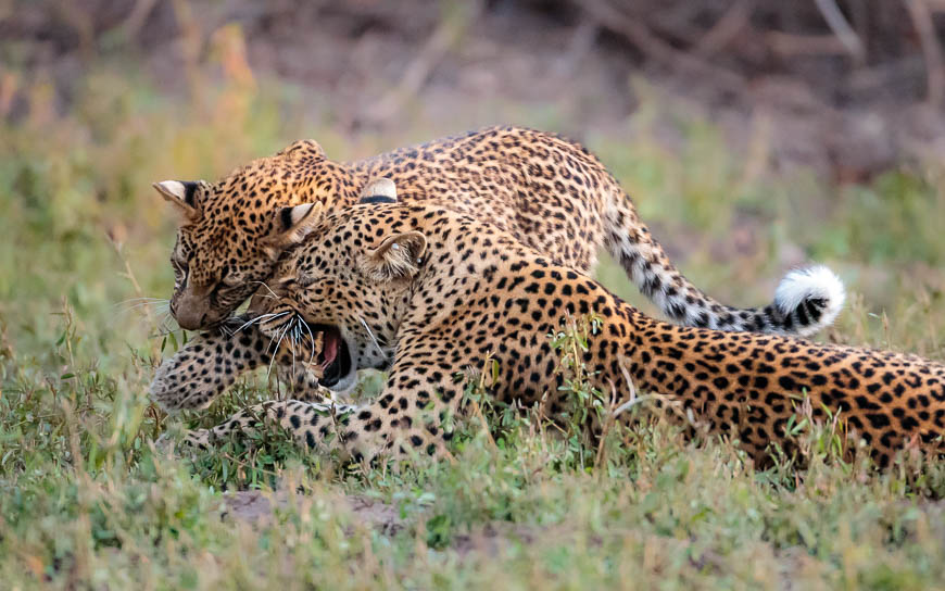 Images of wildlife from photo safari with edward selfe in south luangwa.