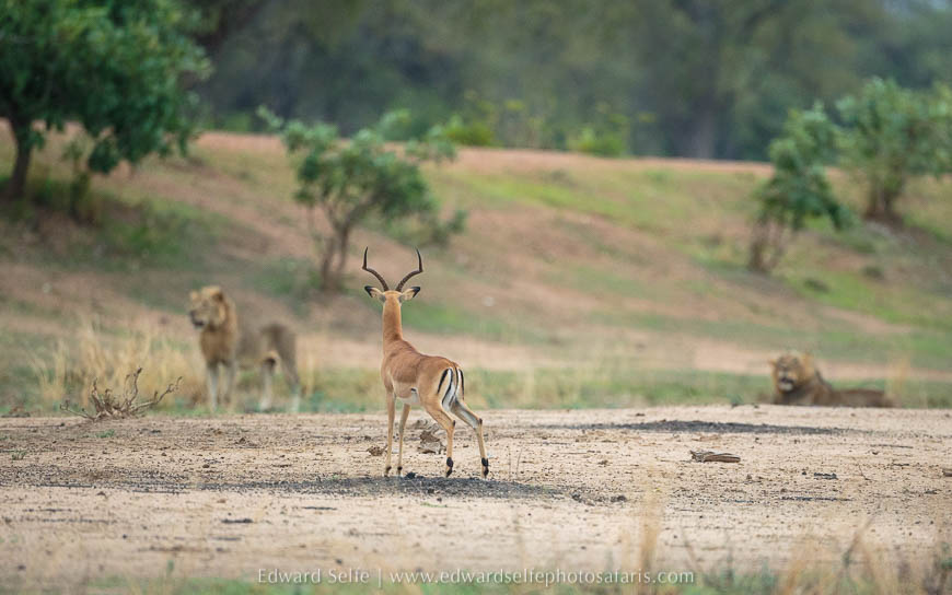 Wildlife image from photo safari with edward selfe in south luangwa national park.