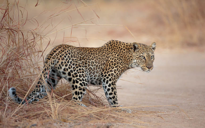 Leopard hunting on photo safari in South Luangwa National Park./></p>
<figcaption align= justify