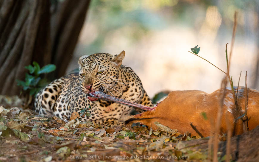 Wildlife image from photo safari with edward selfe in south luangwa national park.