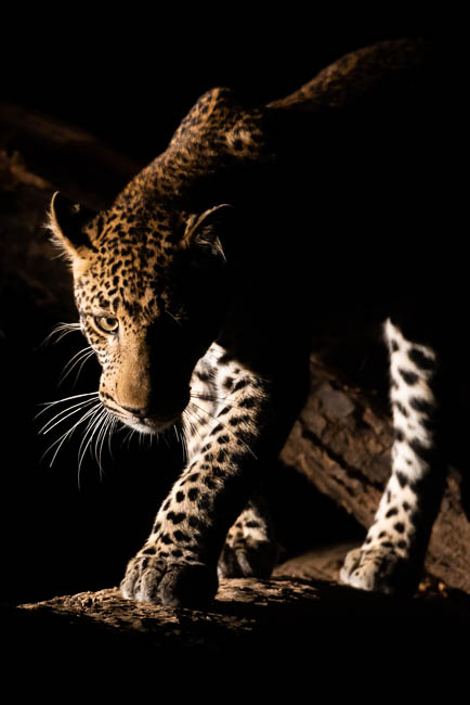 Images of wildlife from photo safari with edward selfe in south luangwa.