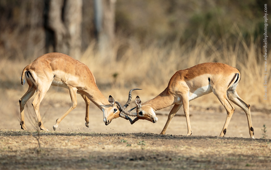 Impalas spar in South Luangwa
