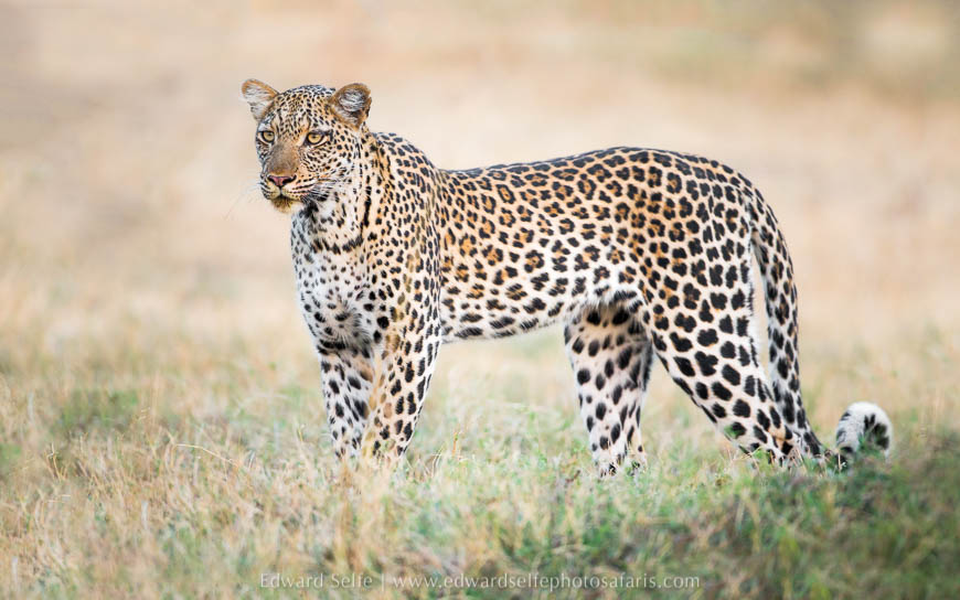Late afternoon leopard sighting on photo safari with edward selfe in south luangwa national park.