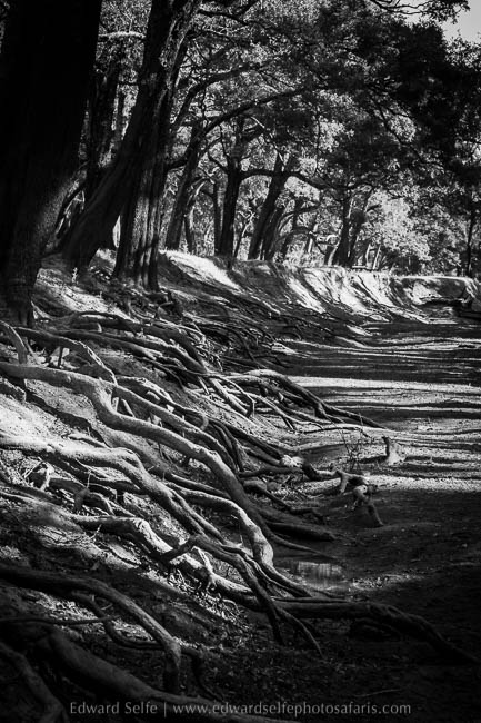 Wildlife image from photo safari with edward selfe in south luangwa national park.