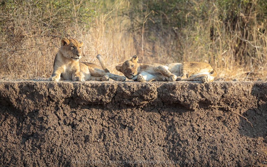 Wildlife image from photo safari with edward selfe in south luangwa national park.