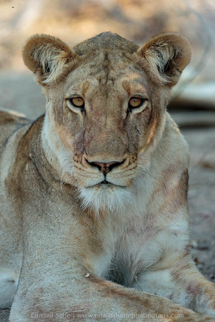 Wildlife image from photo safari with edward selfe in south luangwa national park.