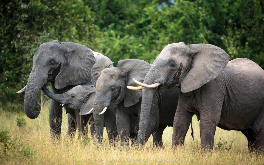 Wildlife image from photo safari in south luangwa with edward selfe.