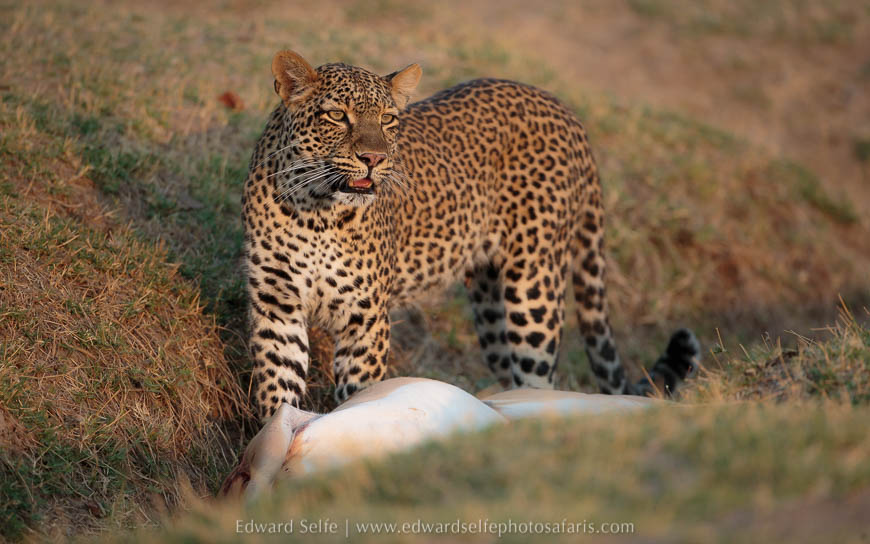 Wildlife image on photo safari with edward selfe in south luangwa national park.